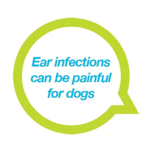 Neptra For Dogs 5 Painful Ear Infections