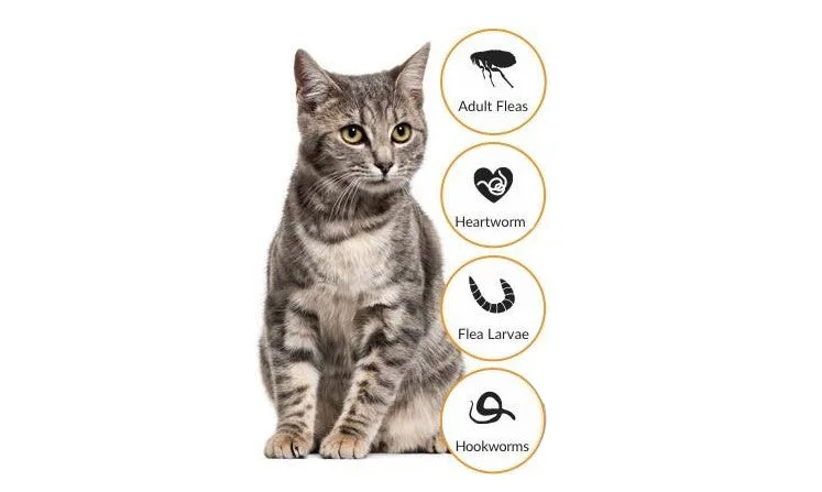 Advocate For Cats 11 cat image showing advocate for cats protection.jpeg
