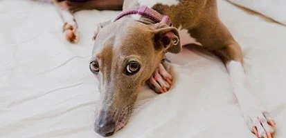 Drontal For Dogs 10 greyhound on bed