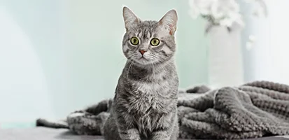 Drontal For Cats 9 img drontal lifestyle